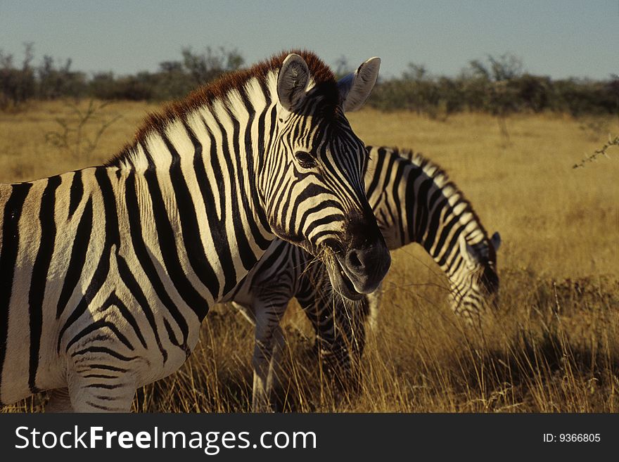 A zebra in Etosha National Park, Namibia. A zebra in Etosha National Park, Namibia
