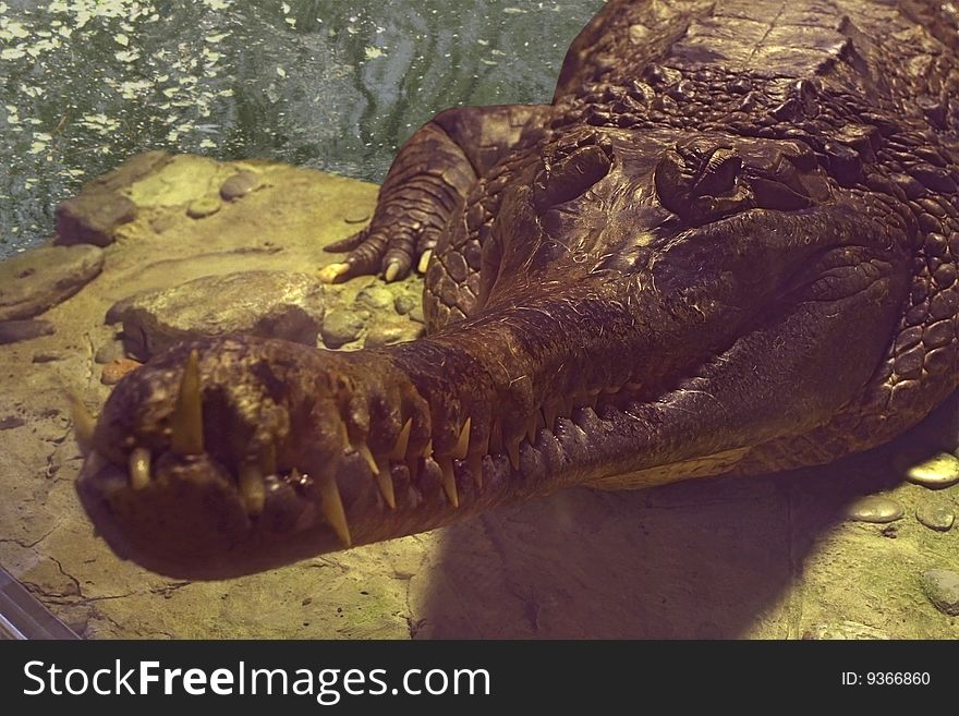 This is beautiful dangerous crocodile. This is beautiful dangerous crocodile