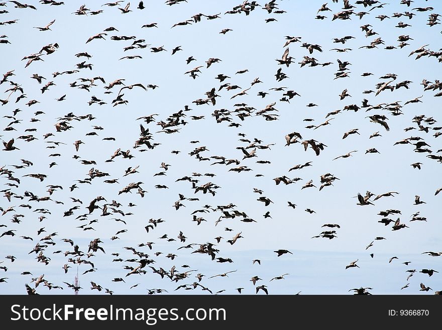 Eastern Brown Pelicans (Pelicanus occidentalis) (Venezuela, South America)