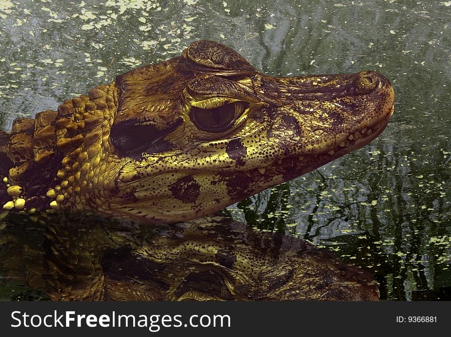 Crocodile