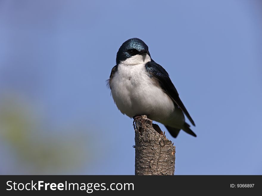 Tree Swallow (Tachycineta Bicolor)