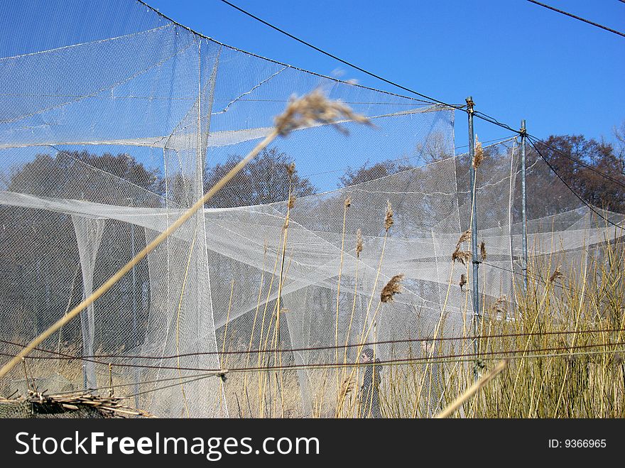 Bird trapping nets in Lithuania - Ventes ragas.