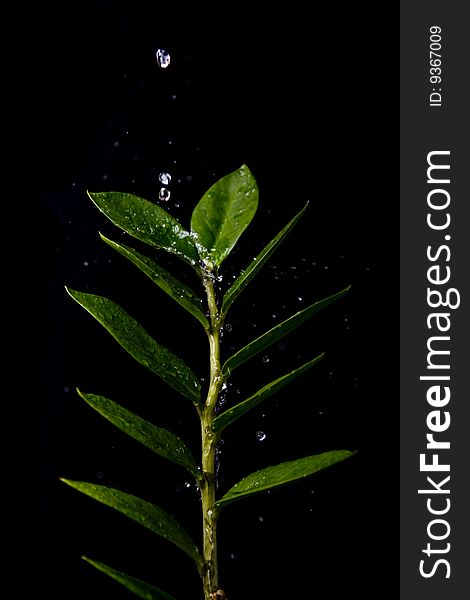 Water Drops on  Plant Leaf