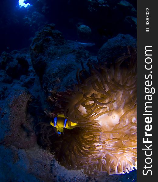 Clownfish underwater at anemone in the red sea. HDR version available (10396254). Clownfish underwater at anemone in the red sea. HDR version available (10396254)