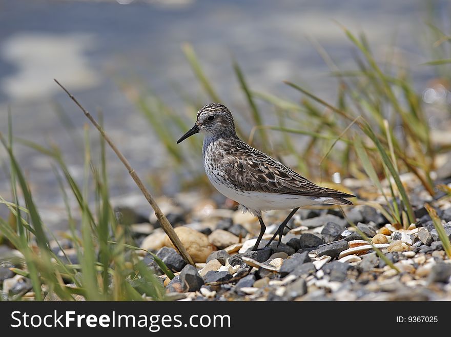 Semipalmated Sandpiper (Calidris pusilla)