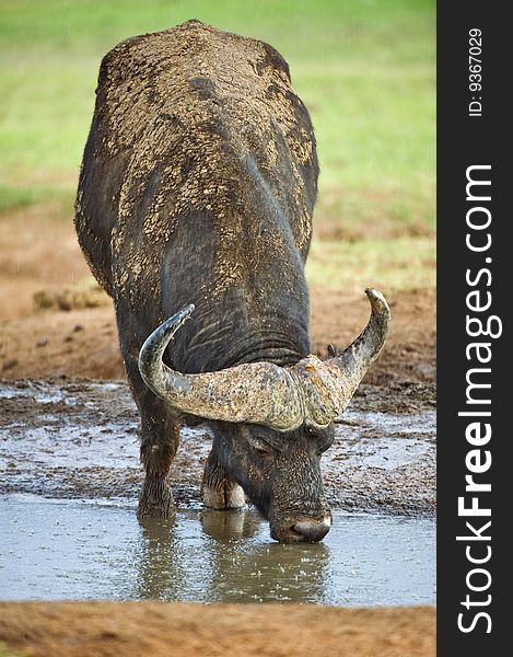 Rain begins to fall on this thirsty Buffalo as it was drinking. Rain begins to fall on this thirsty Buffalo as it was drinking