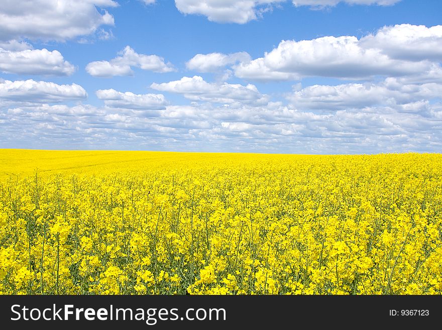 Yellow rape seed field in Ukraine. Yellow rape seed field in Ukraine