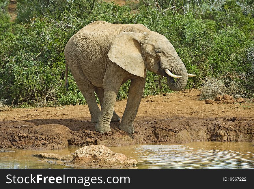 An elephant balances on the side of the river while drinking
