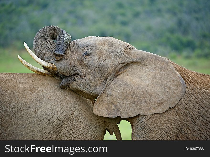 A young Elephant wants to play with his friends. A young Elephant wants to play with his friends