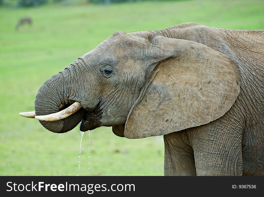 A young Elephant drinking portrait. A young Elephant drinking portrait