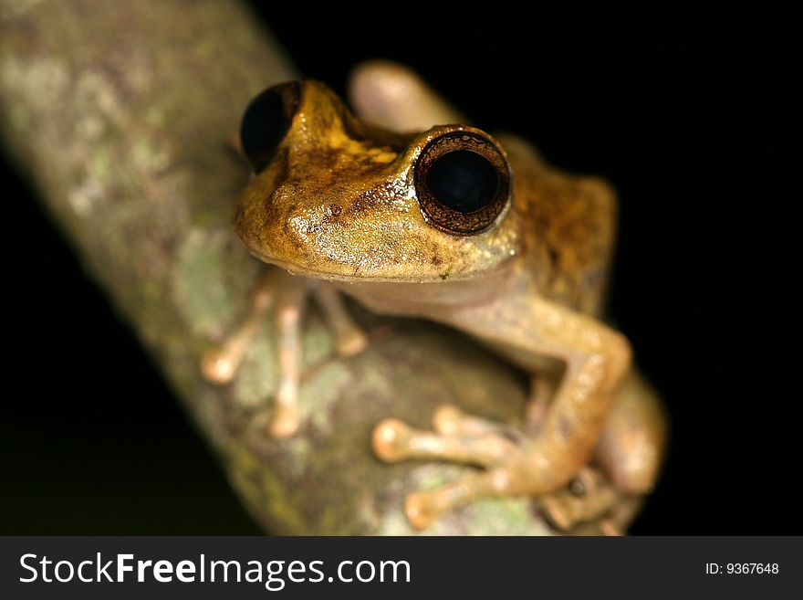 Tropical frog in Henri Pittier National Park, Rancho Grande (Venezuela). Tropical frog in Henri Pittier National Park, Rancho Grande (Venezuela)