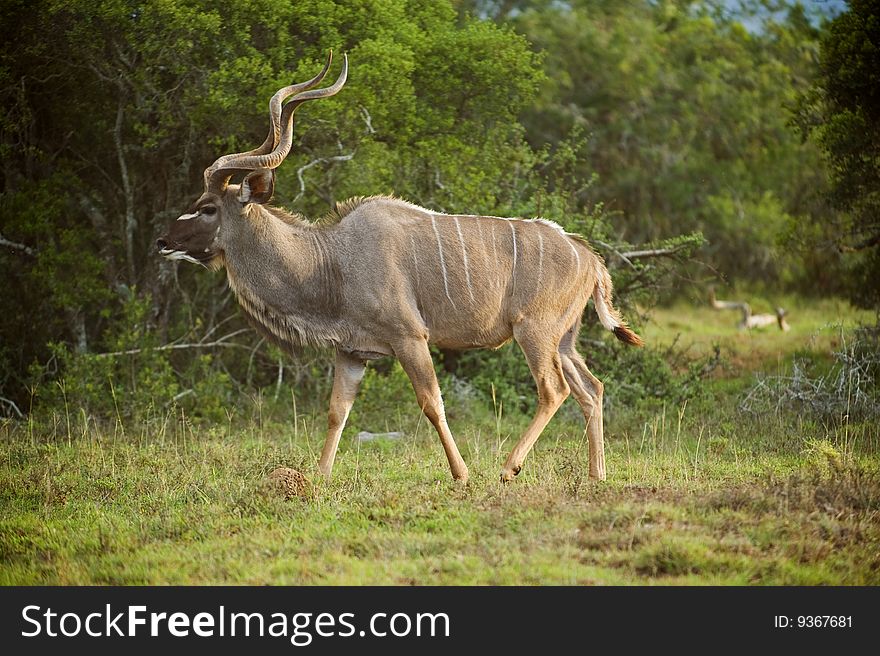 A regal Kudu Bull in search of cows in the mating season