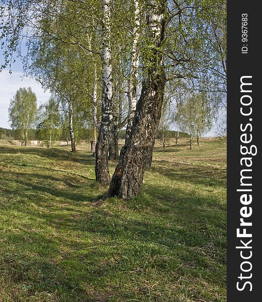 View of birch trees in springtime, Russia