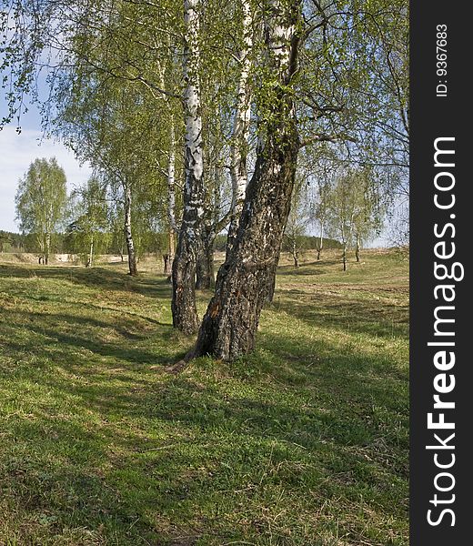 Birch Trees In Spring