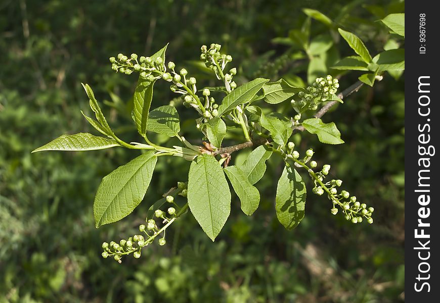 Tree branch with buds against green leaves in spring. Tree branch with buds against green leaves in spring