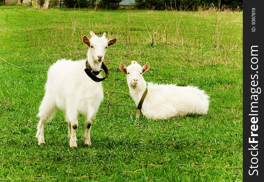 Two goats are grazed on a pasture. Two goats are grazed on a pasture
