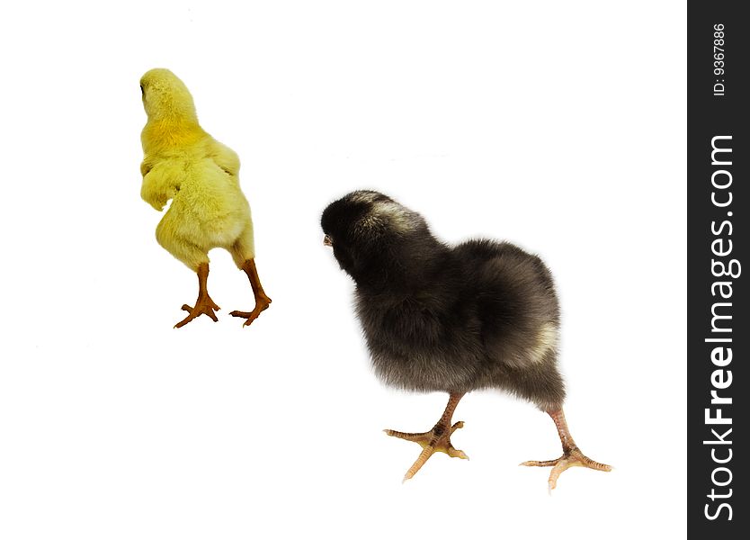 Yellow Baby Chicken Running Away. Yellow Baby Chicken Running Away