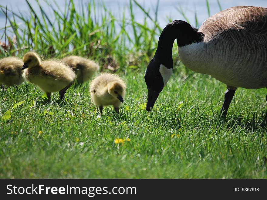 A goose and her goslings graze in the grass. A goose and her goslings graze in the grass