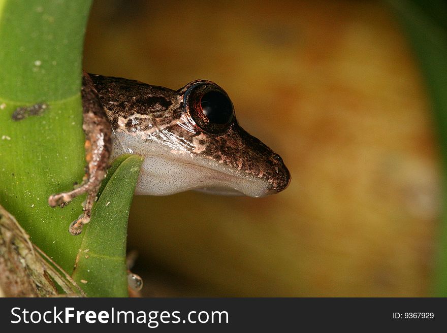 Tropical frog in Henri Pittier National Park, Rancho Grande (Venezuela). Tropical frog in Henri Pittier National Park, Rancho Grande (Venezuela)