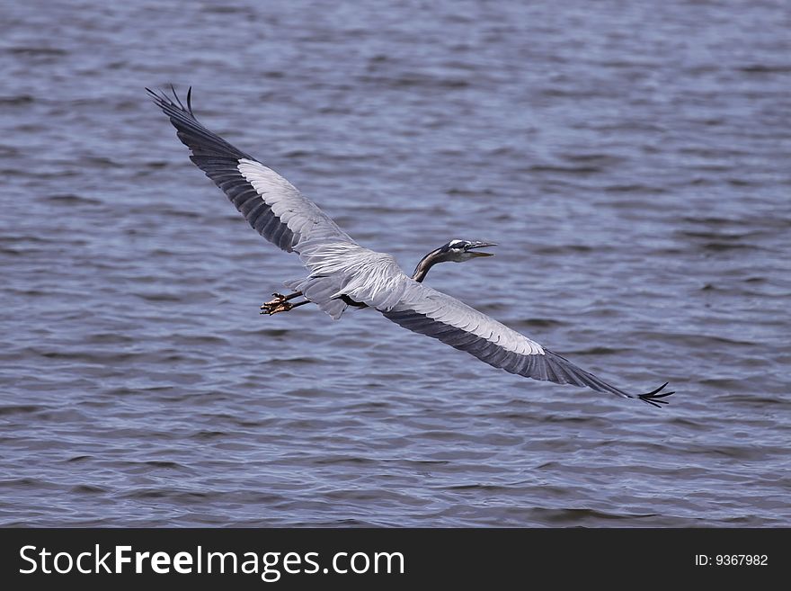 A Great Blue Heron gliding over a lake in Missouri. A Great Blue Heron gliding over a lake in Missouri.