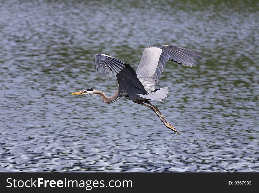 A Great Blue Heron flying over a lake in Missouri. A Great Blue Heron flying over a lake in Missouri.