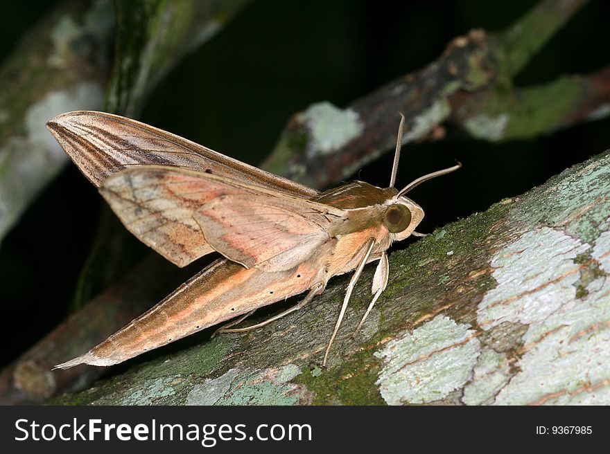 Large tropical moth from the Sphingidae family (hawk moths) in Henri Pittier National Park, Rancho Grande (Venezuela)