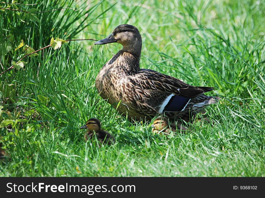 A duck and her duckling in the grass. A duck and her duckling in the grass