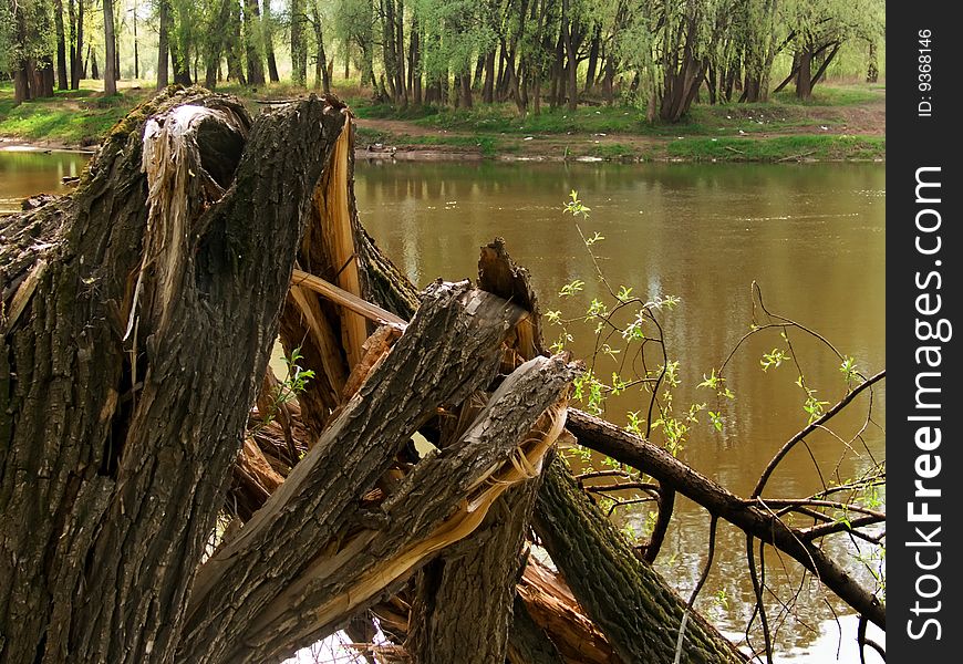 Tree broken on the river Ð°bstract landscape