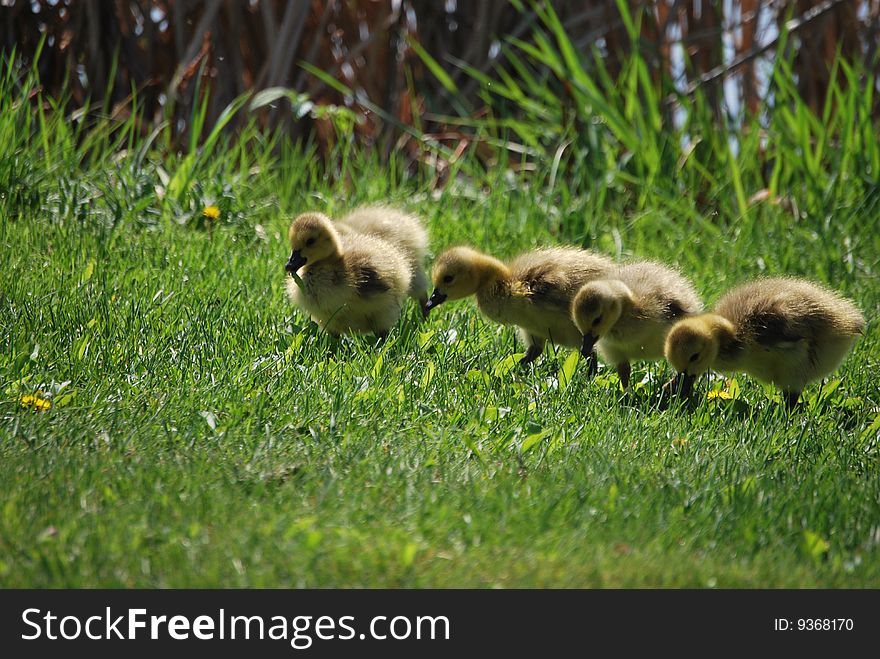 Several goslings grazing in the grass on a spring day. Several goslings grazing in the grass on a spring day