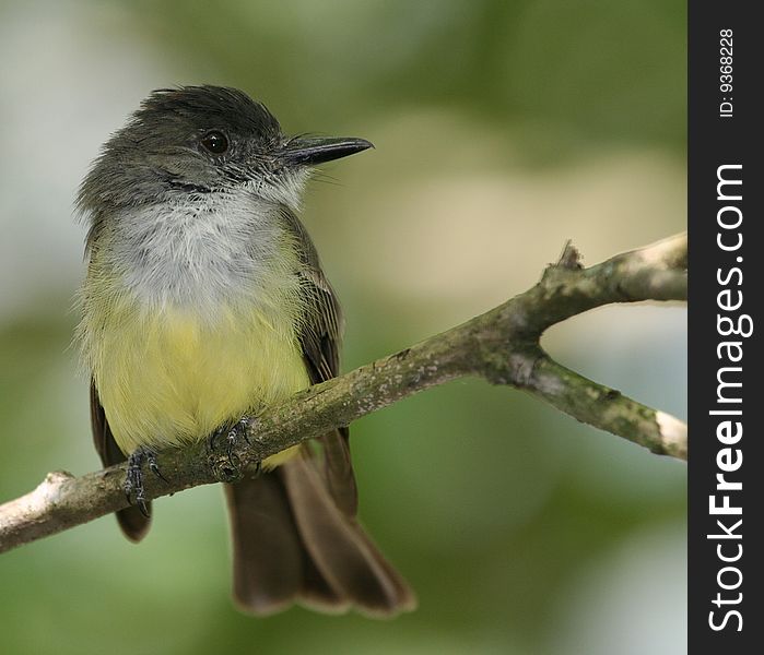 Tropical bird (Henri Pittier National Park - Rancho Grande, Venezuela, South America)