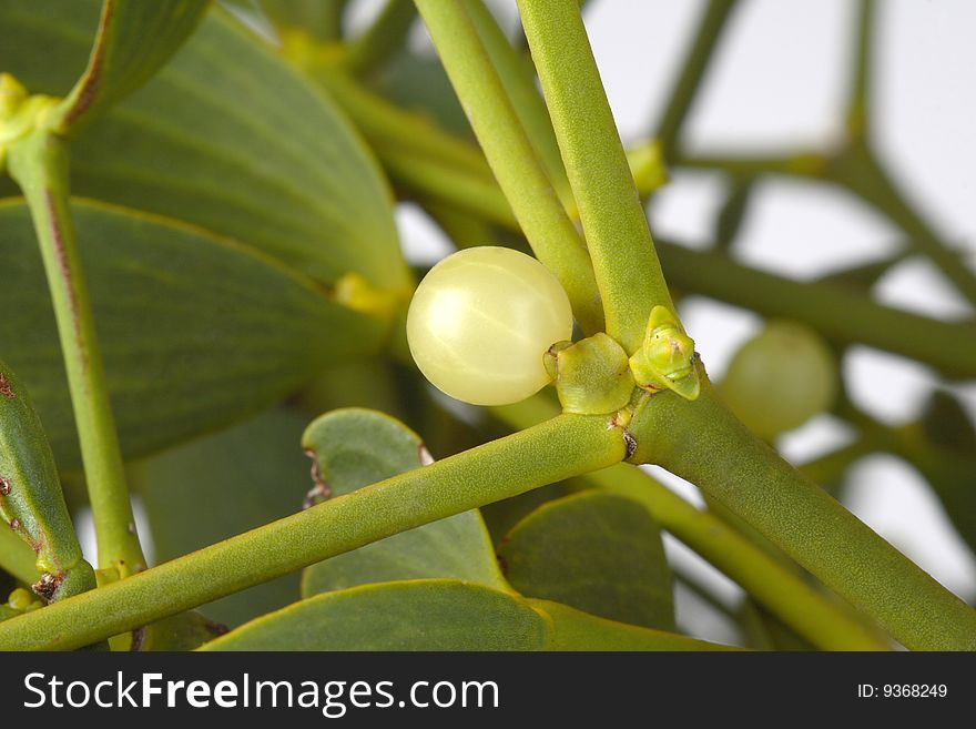 Detail of mistletoe - green leaves