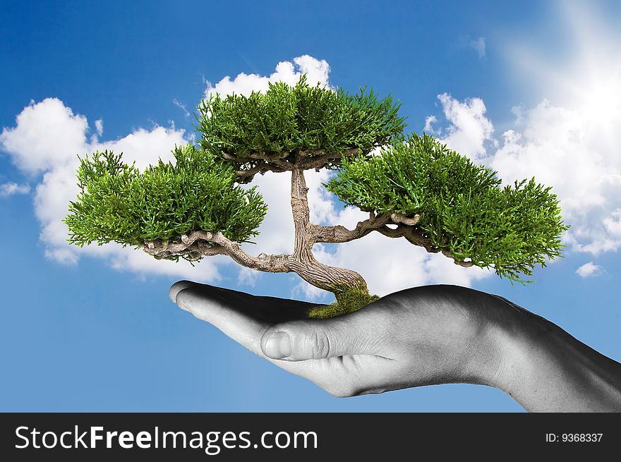 Hand holding tree against blue sky