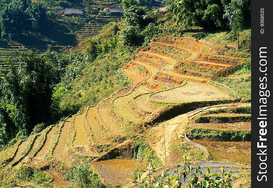 Terrace rice fields