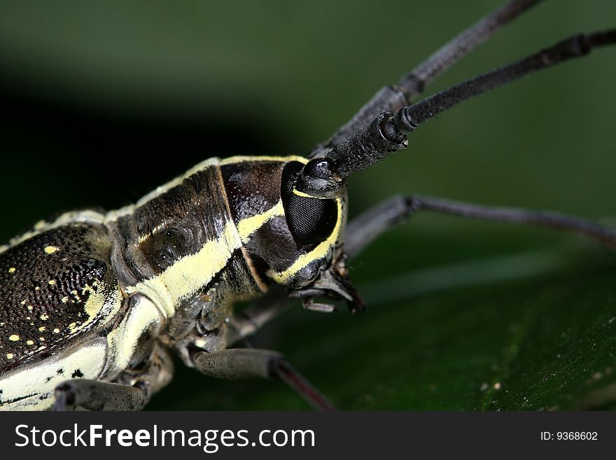 Longicorn beetle (Cerambycidae) - closeup (Henri Pittier National Park, Venezuela)