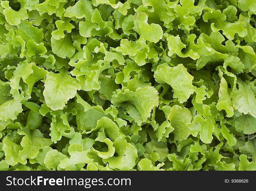 A bed of loose leaf lettuce