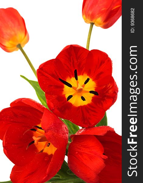 Beautiful red tulips on a white background