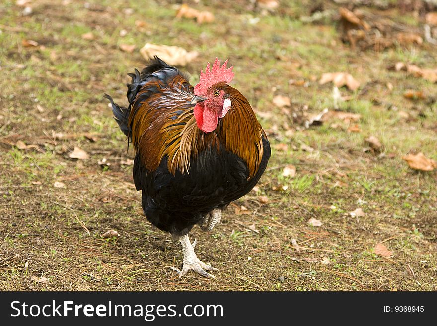 Close-up of Wild Rooster with Orange Feathers