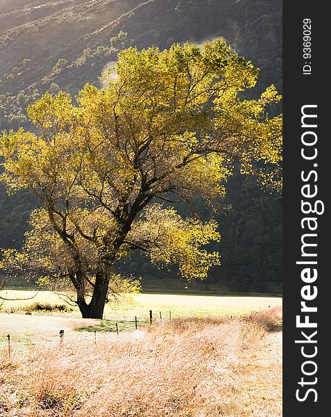 Backlit autumn tree in south island, new zealand