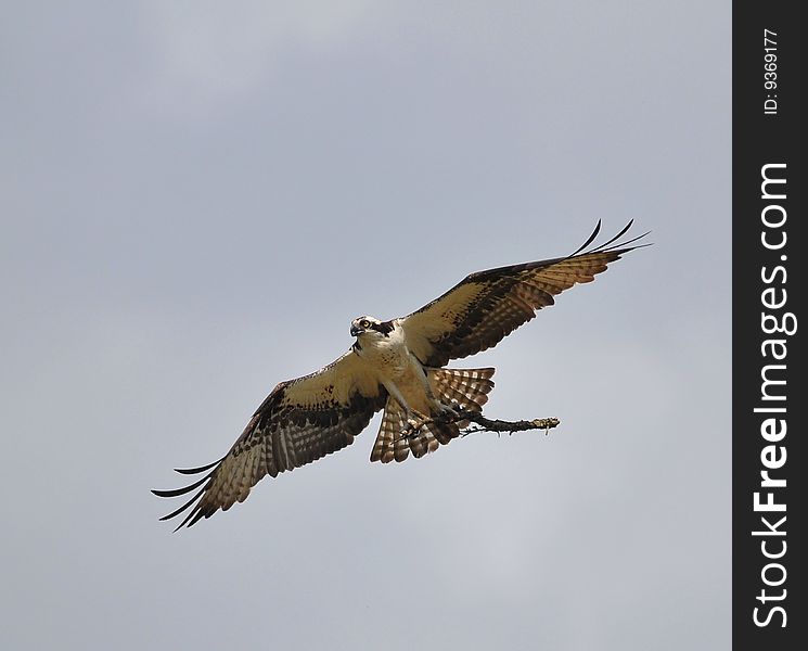 Osprey in flight with stick for nest