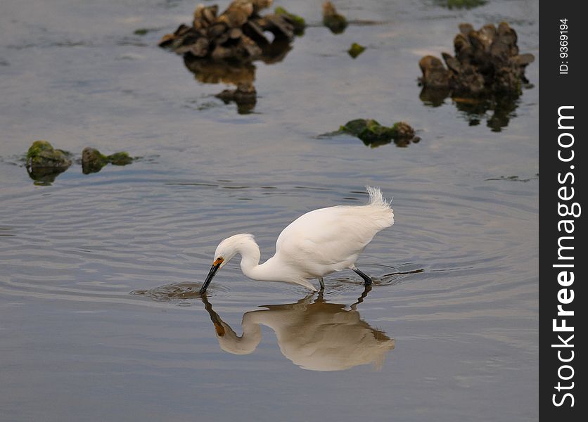 Snowy Egret feeding at low tide