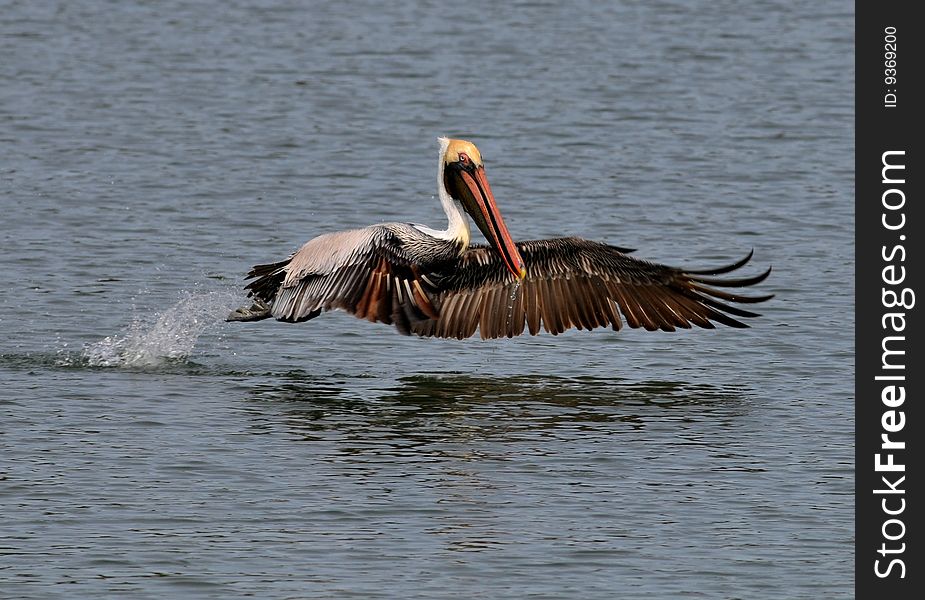Brown Pelican taking off from water