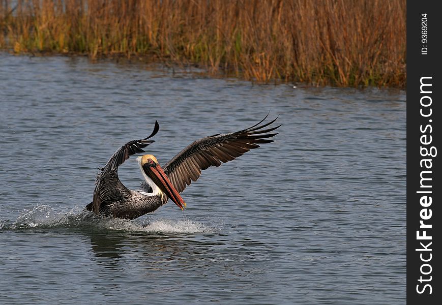 Brown Pelican landing on water