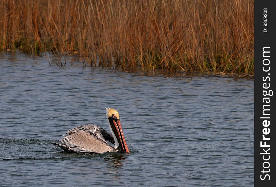 Brown Pelican floating on water