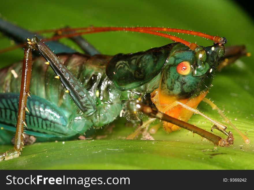 Grasshopper closeup (Venezuela, Henri Pittier National Park, Rancho Grande)