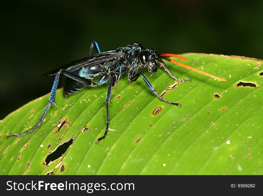 Predacious wasp (Venezuela, Henri Pittier National Park, Rancho Grande)