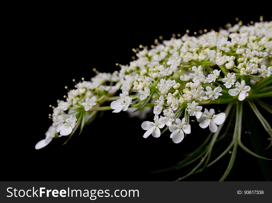 Close up of tiny white flowers on green stems against black background.