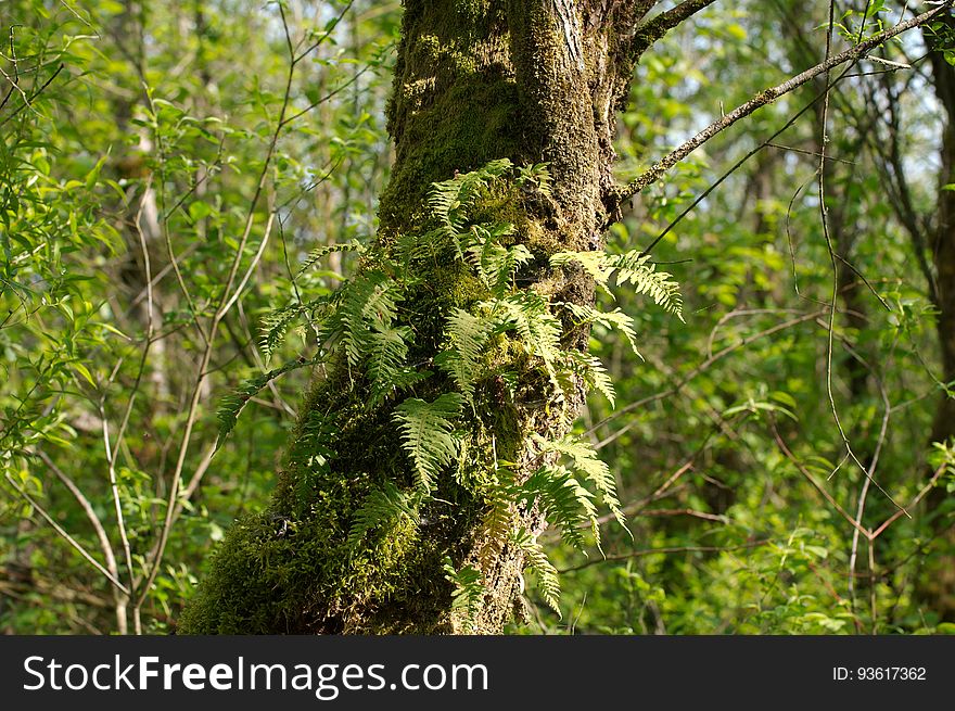 Trunk With Moss And Epiphytic Leaves 1