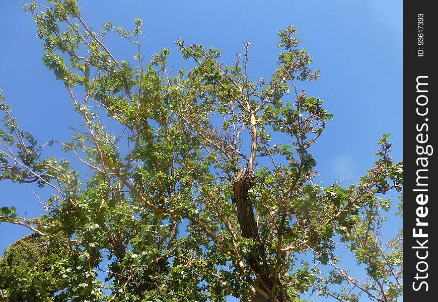 Sky, Branch, Twig, Tree, Flowering plant, Trunk