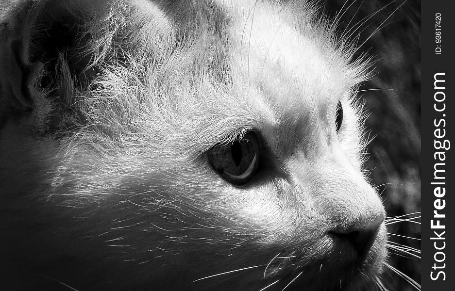 Close up profile portrait of domestic cat in black and white. Close up profile portrait of domestic cat in black and white.