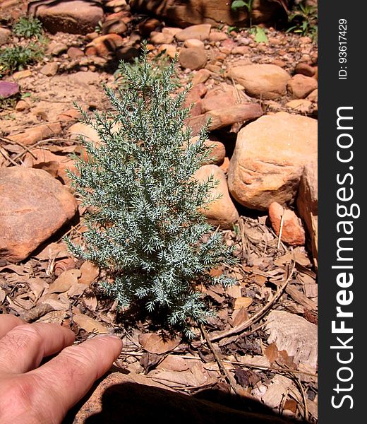 For the last year I&#x27;ve been nursing this tiny new juniper tree. It originally sprouted in the rocks below a mature parent; I moved it to a more optimal location, and its at least quintupled in size since then. But its a long time until I can sit in its shade. For the last year I&#x27;ve been nursing this tiny new juniper tree. It originally sprouted in the rocks below a mature parent; I moved it to a more optimal location, and its at least quintupled in size since then. But its a long time until I can sit in its shade.